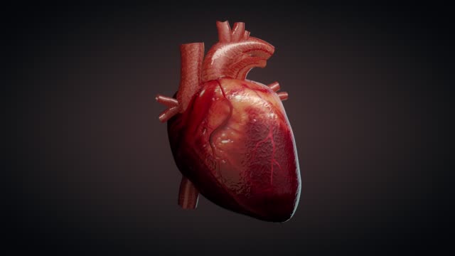 Pulsating Heart Stock Videos and Royalty-Free Footage - iStock