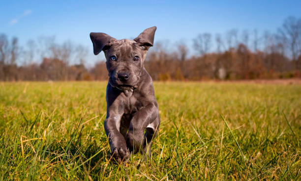 A cute great Dane puppy runs towards viewer playfully An adorable great Dane puppy runs towards viewer in a field great dane stock pictures, royalty-free photos & images