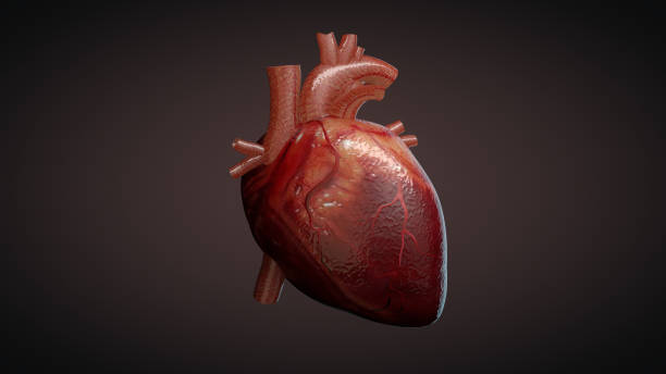 istock 3D illustration of a human heart 921917296
