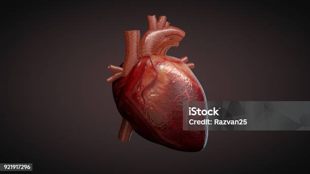 3d Illustration Of A Human Heart Stock Photo - Download Image Now - Human Heart, Heart - Internal Organ, Three Dimensional