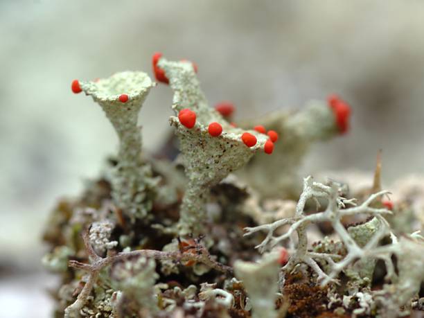 Lichen stock photo