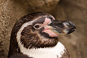 portr%C3%A4t-eines-humboldt-penguin.jpg?