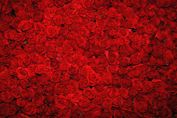 looking down upon a bed of rich, red roses - bloemblaadje fotos stockfoto's en -beelden