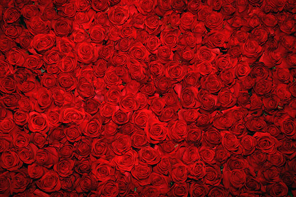 istock Looking down upon a bed of rich, red roses 92192150