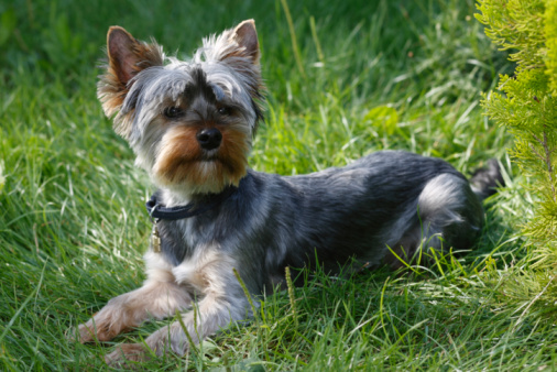 Cute grey and black Yorkshire terrier walking outdoors in nature