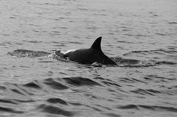 istock Dolphins in Indian ocean b/w 92192270