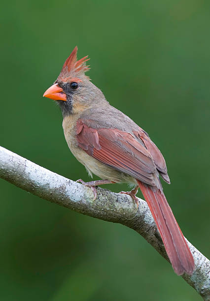 istock Femal Northern Cardinal on a branch 92192466