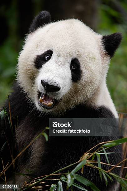 Foto de Panda Gigante e mais fotos de stock de Humor - Humor, Panda - Mamífero de quatro patas, Animais em Extinção
