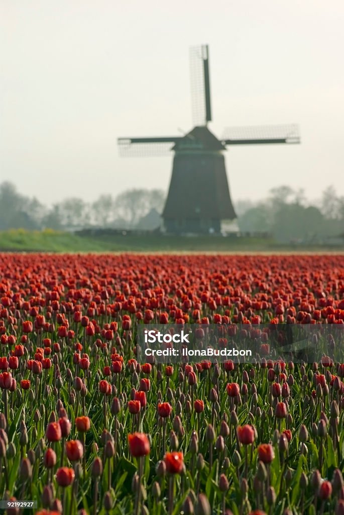Dutch Molino de viento en los tulipanes - Foto de stock de Agricultura libre de derechos