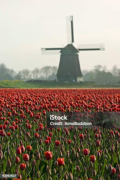 Dutch Molino De Viento En Los Tulipanes Foto de stock y más banco de imágenes de Agricultura - Agricultura, Aire libre, Ajardinado