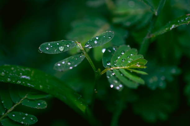 istock tamarind plant close up on background 921932140