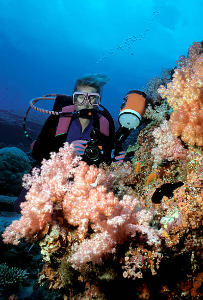 istock Female Diver viewing pink  Soft Corals 92193485
