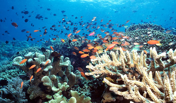 Colorful shallow Indonesia Coral Reef stock photo