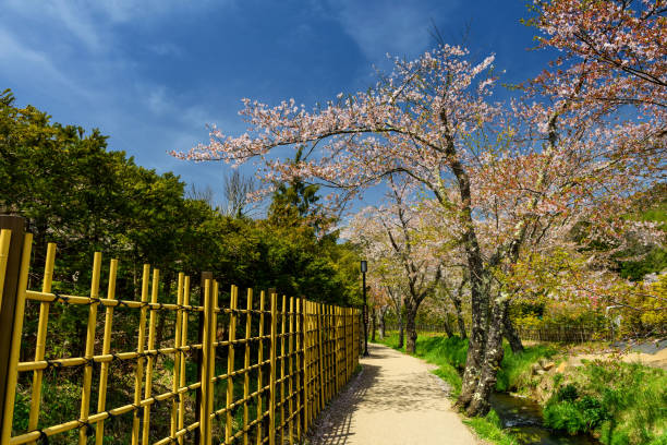 istock sakura blossom at Oshino Hakkai village 921934960