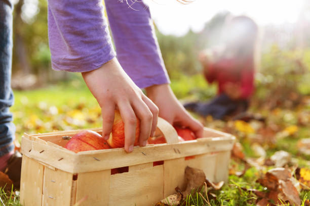 istock Kids in an orchard collecting apples and pears 921935530