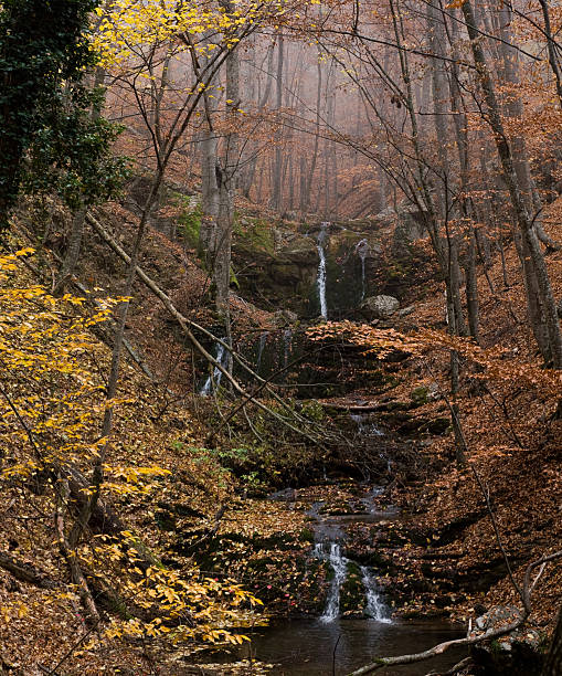 Autumn in beech ravine stock photo