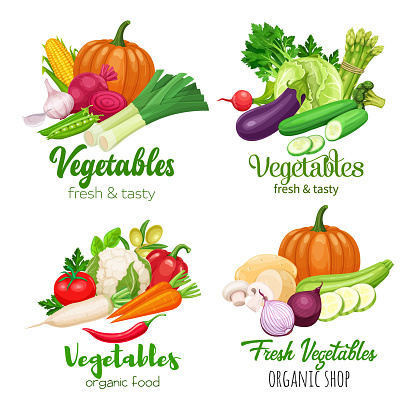 Healthy food banners with vector vegetables. Cabbage, pepper, beets, or carrots. Onion, zucchini, eggplant and asparagus. Corn, celery and mushrooms.