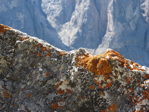 Orange lichens growing on rock face . Sesto Dolomites, South Tyrol - Alto Adige , Italy