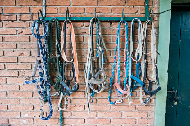 rope and reins hanging on stable wall - halter imagens e fotografias de stock