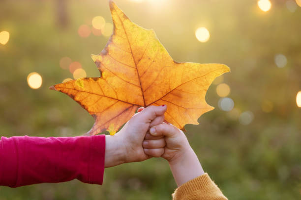 istock Colorful autumn leave in girls hands 921939930