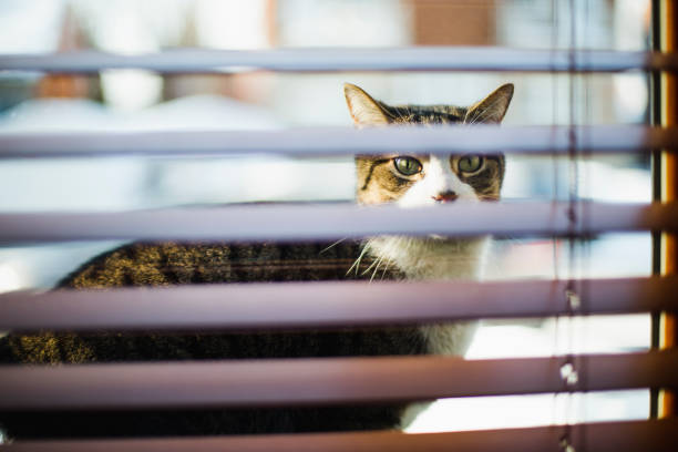 Two cats look at the outside of the window.