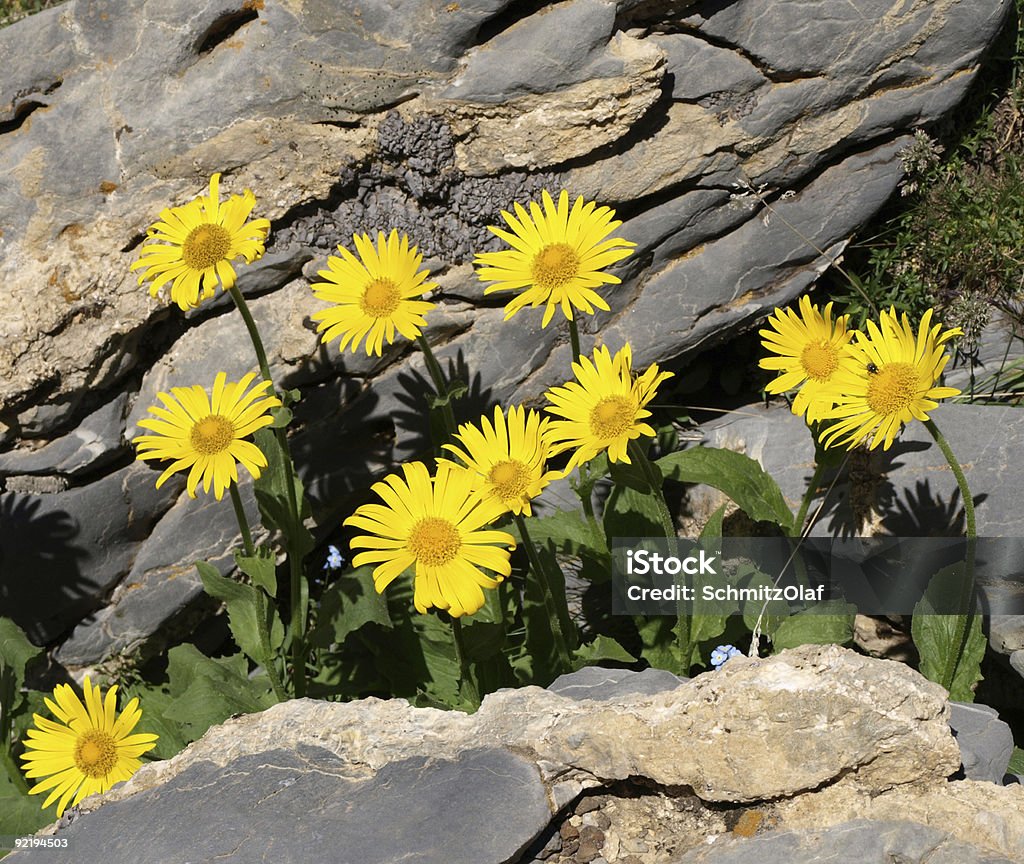 黄色の花畑-アルニカモンタナ山 - カラー画像のロイヤリティフリーストックフォト