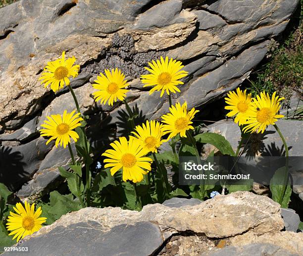 黄色の花畑アルニカモンタナ山 - カラー画像のストックフォトや画像を多数ご用意 - カラー画像, カルシウム, フランス