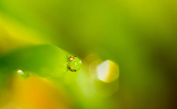 istock drops of dew on the grass. macro 921945420