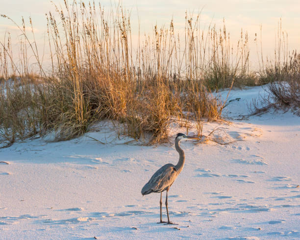 Great Blue Heron Amidst the Dunes stock photo