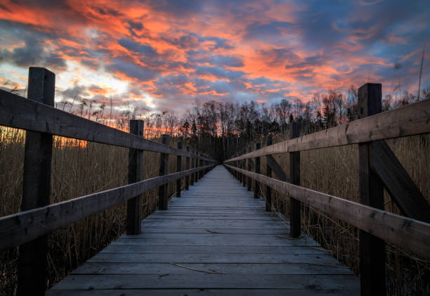 istock Jetty with big reeds at sunrise 921945868