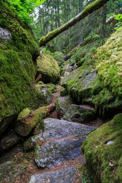 istock Hiking trail between large rocks in the woods 921950960