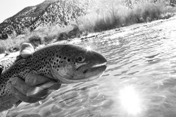 istock Brown Trout Fly Fishing 921951542