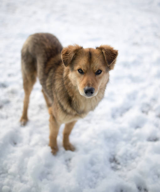 istock dog portrait outdoors in winter 921951768