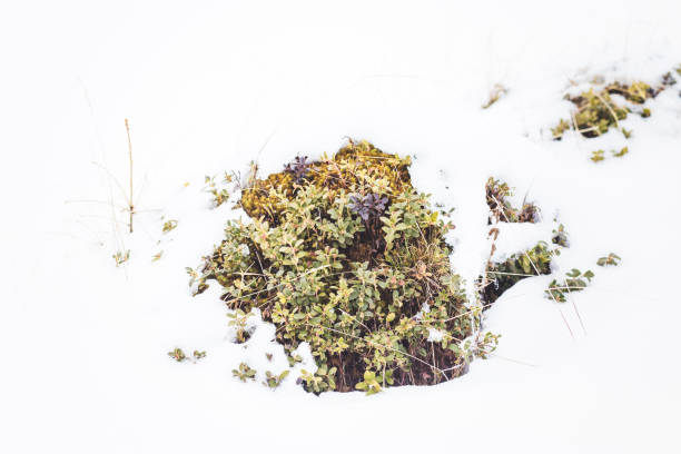 wild cranberries  lowbush in the snow