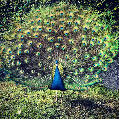 Dark photo of Peacock in the forest with a loose tail. High quality photo