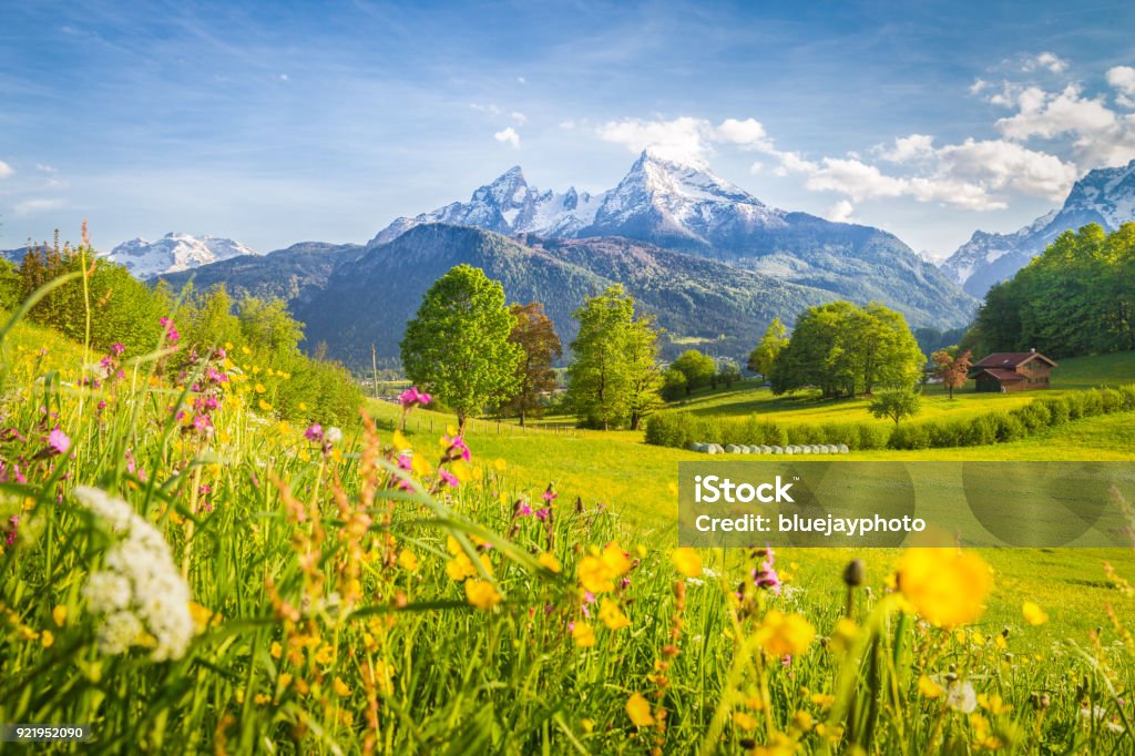 Paisaje de montaña idílico en los Alpes con los prados flores en primavera - Foto de stock de Austria libre de derechos