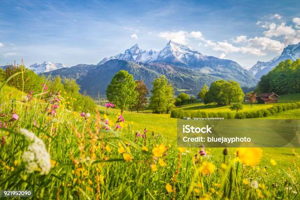 Paisaje De Montaña Idílico En Los Alpes Con Los Prados Flores En Primavera Foto de stock y más banco de imágenes de Austria