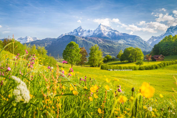 paisagem de montanha nos alpes com prados florescendo na primavera - european alps mountain house bavaria - fotografias e filmes do acervo