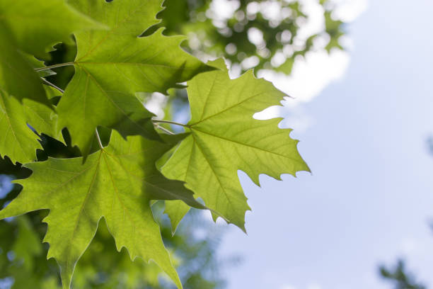 istock green maple leaves on nature 921952310