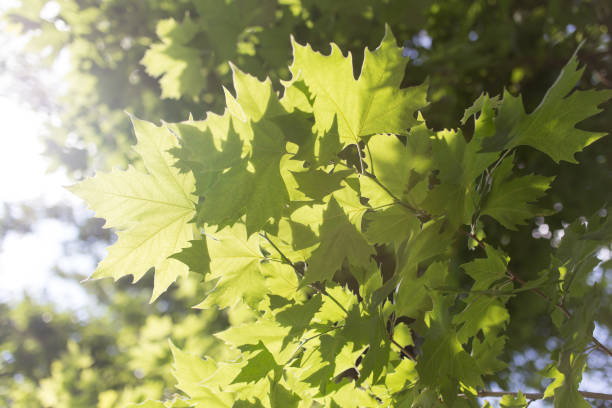 istock green maple leaves on nature 921954370