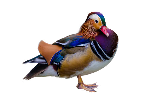 istock Mandarin duck Isolate Aix galericulata Mandarin duck beautiful color 921957040