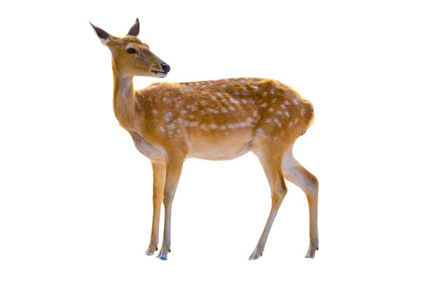 istock baby deer isolated in white background 921957048