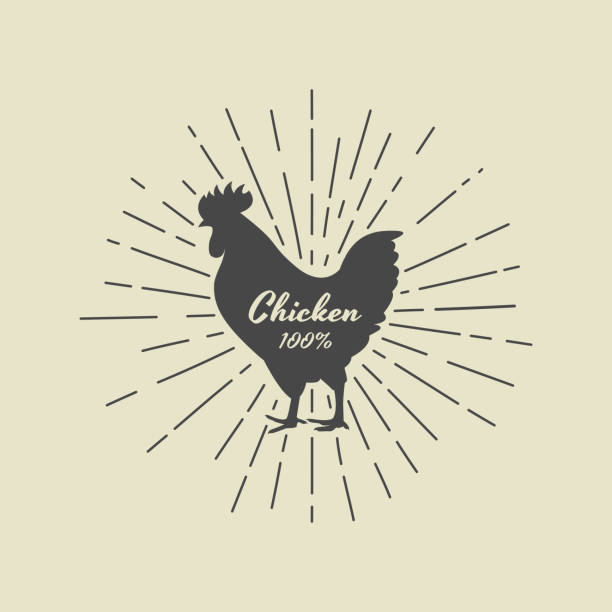 вектор надписей в силуэте курицы. векторная иллюстрация для бакалеи, мясных магазинов, упаковки и рекламы. легкая редактируемая многоуровн - chicken silhouette animal rooster stock illustrations