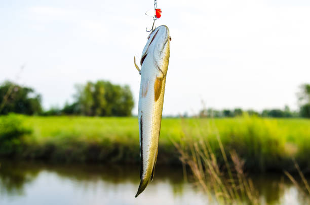 istock A caught fish is on the hook in countryside 921958228