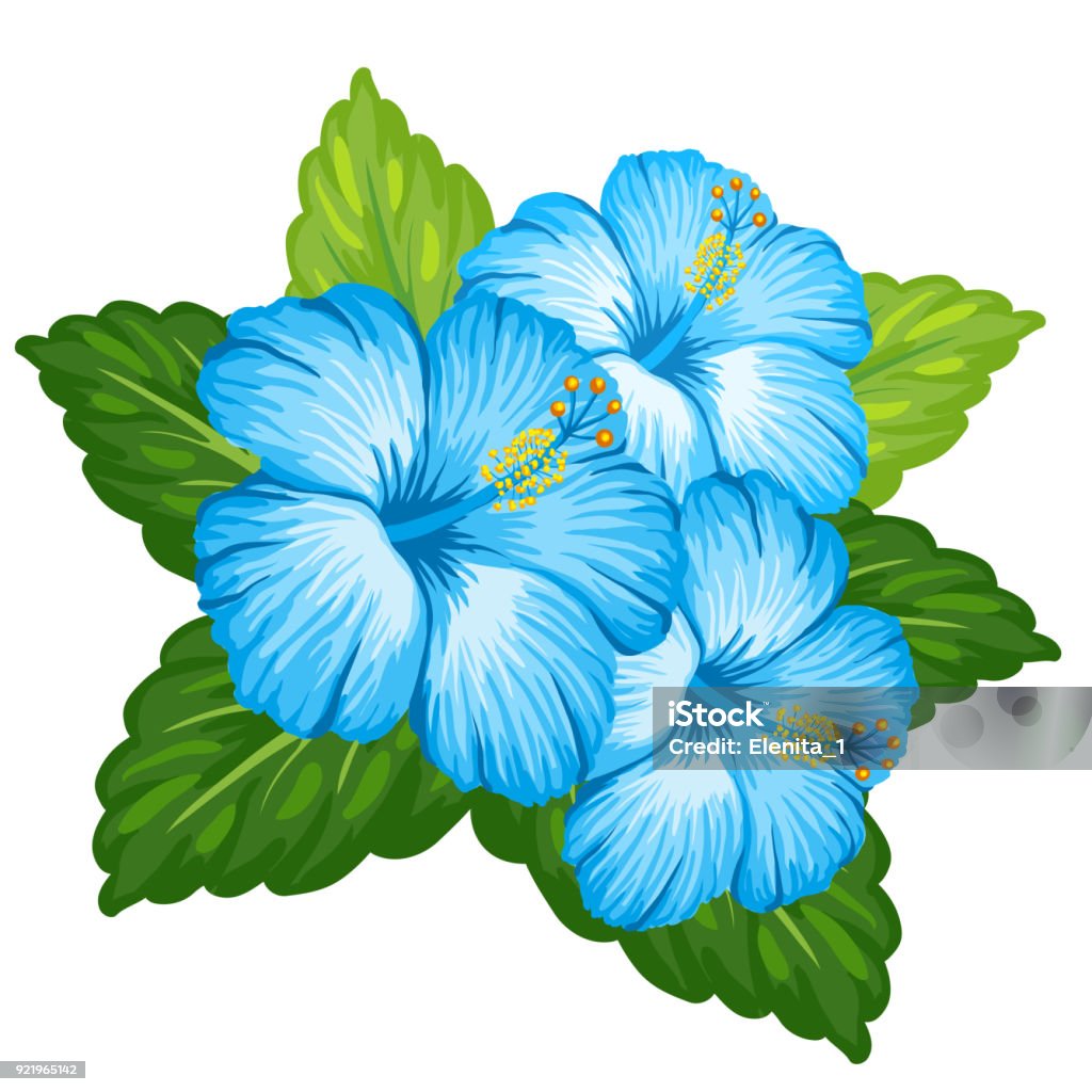 Tropical Hibiscus Flower Stock Illustration - Download Image Now - Hibiscus,  Blue, Art - iStock