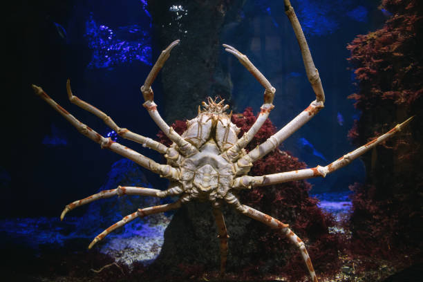 istock Giant Japanese Spider Crab 921965238