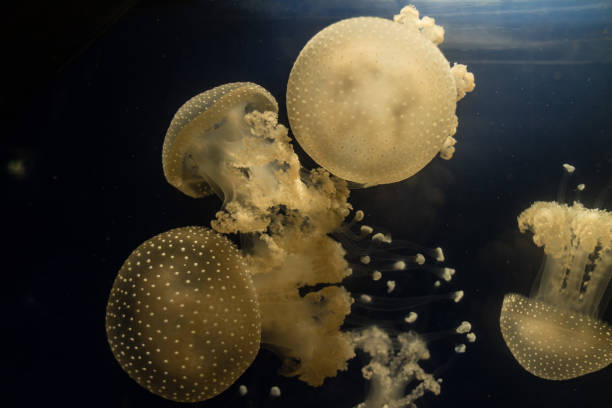 бело пятнистые медузы - white spotted jellyfish фотографии стоковые фото и изображения