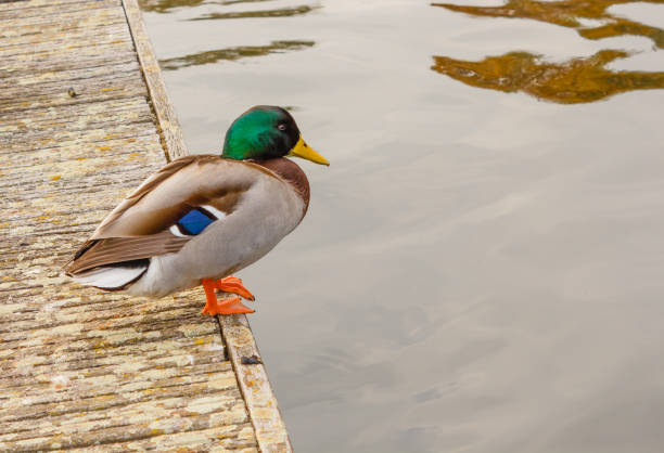 istock a male specimen of  the mallards 921972704