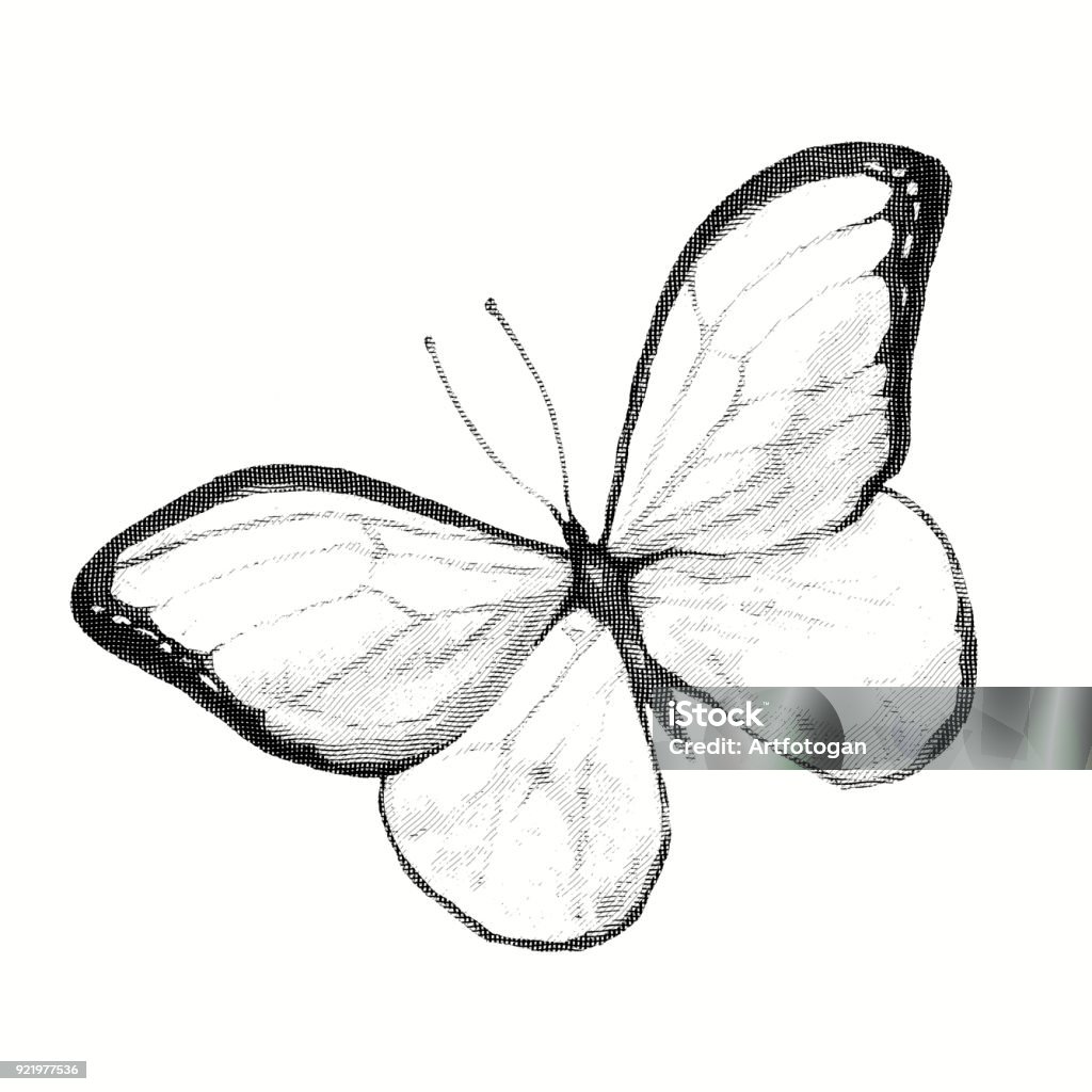 Pencil Drawing Of A Butterfly Engraving Stock Illustration ...