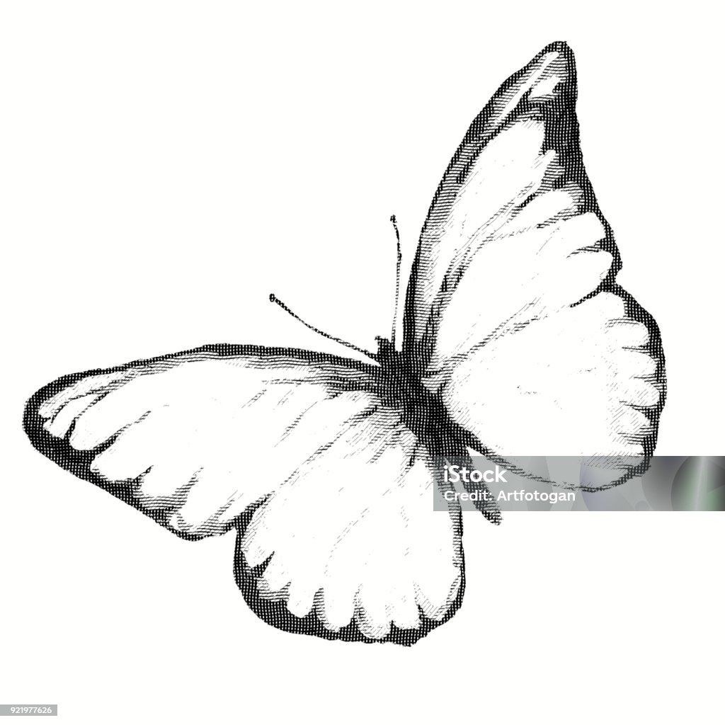Ilustración de Lápiz De Dibujo De Una Mariposa Grabado y más Vectores  Libres de Derechos de Animal - Animal, Blanco y negro, Cuadrado -  Composición - iStock